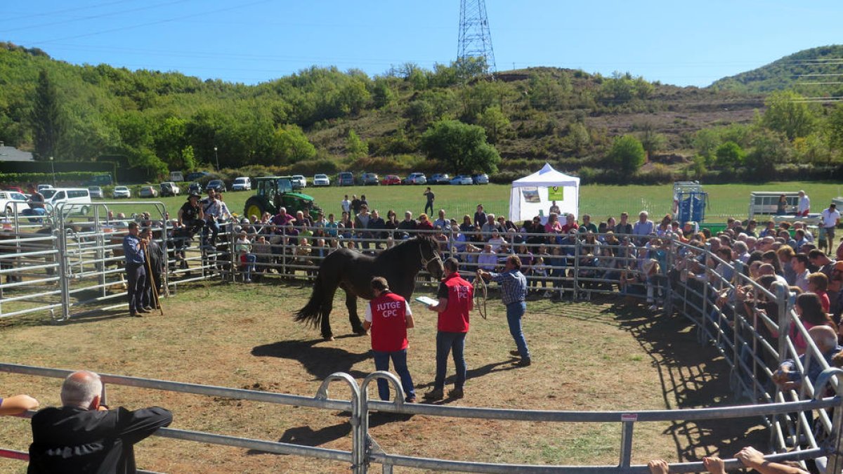 Imagen del concurso comarcal de Cavall Pirinenc que se celebró ayer en la Pobleta de Bellveí.