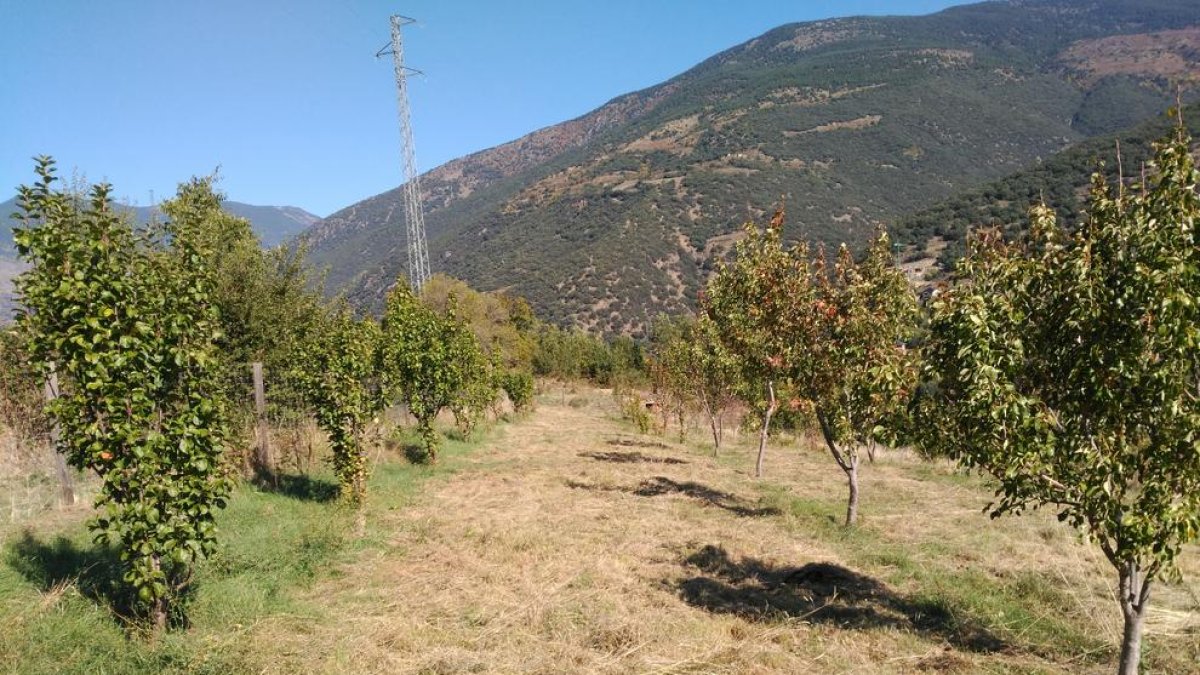 El viver impulsat pel consell comarcal del Sobirà compta amb vint-i-dos varietats de fruiters