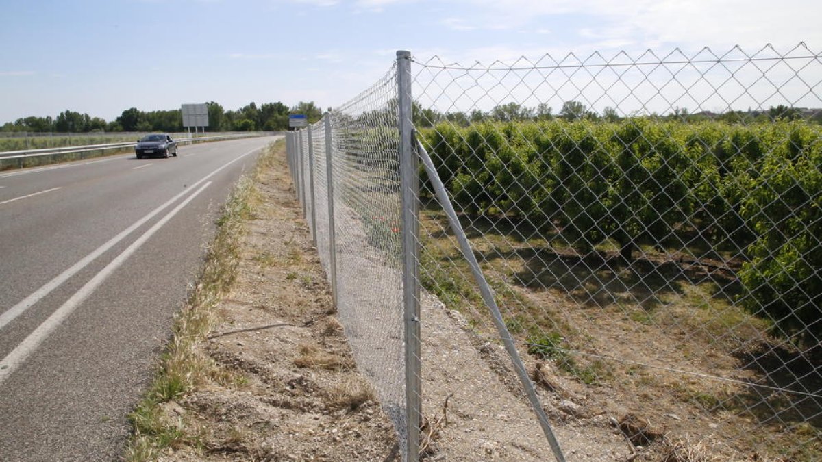 Mig quilòmetre de camp clos als dos marges de la carretera C-12 per evitar el pas de senglars.
