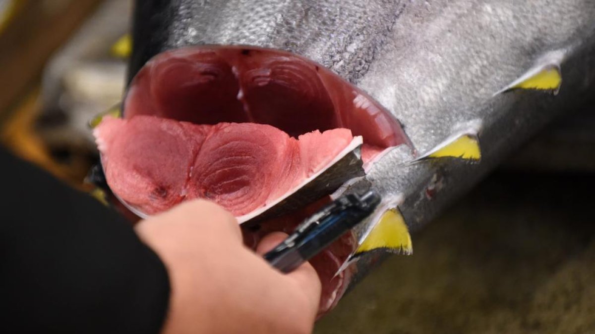 Sanitat alerta de la tonyina fresca Garciden comprada entre el 25 d'abril i el 5 maig