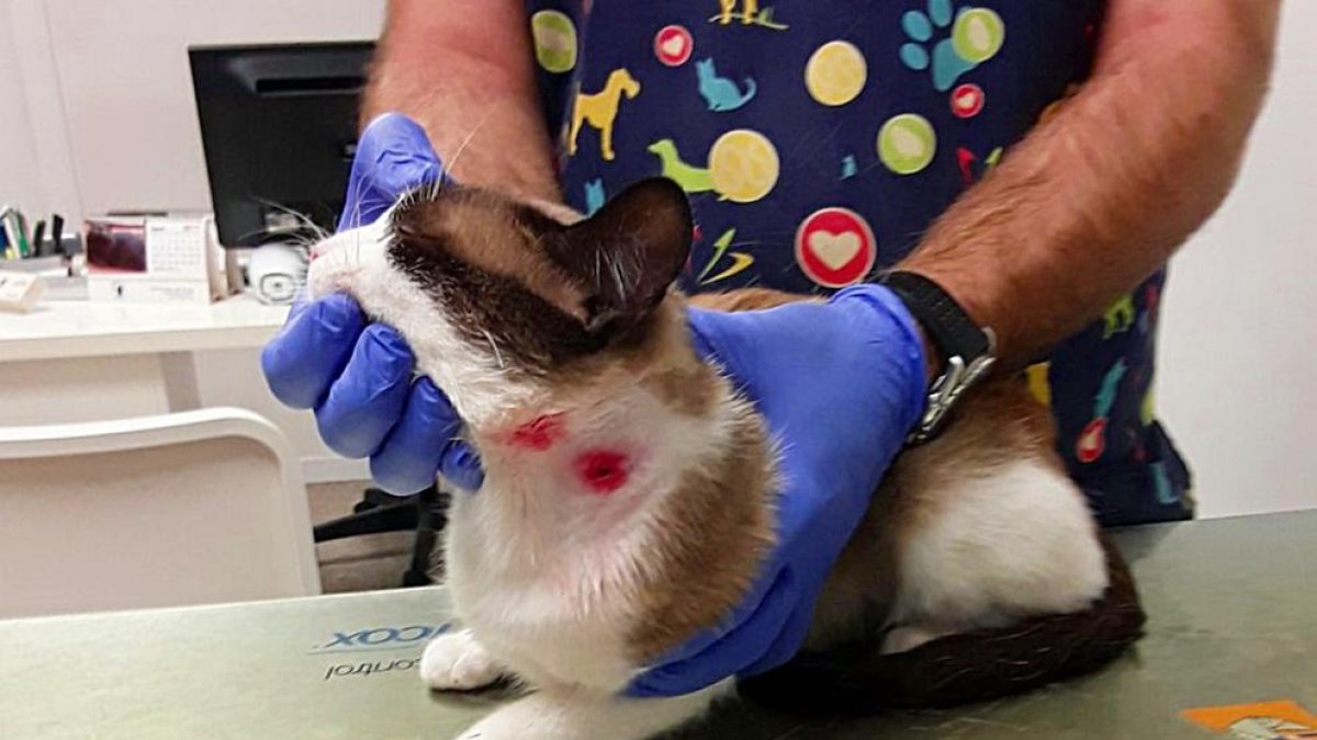 Vista del gato, con las heridas en el cuello, en el centro veterinario donde fue atendido.