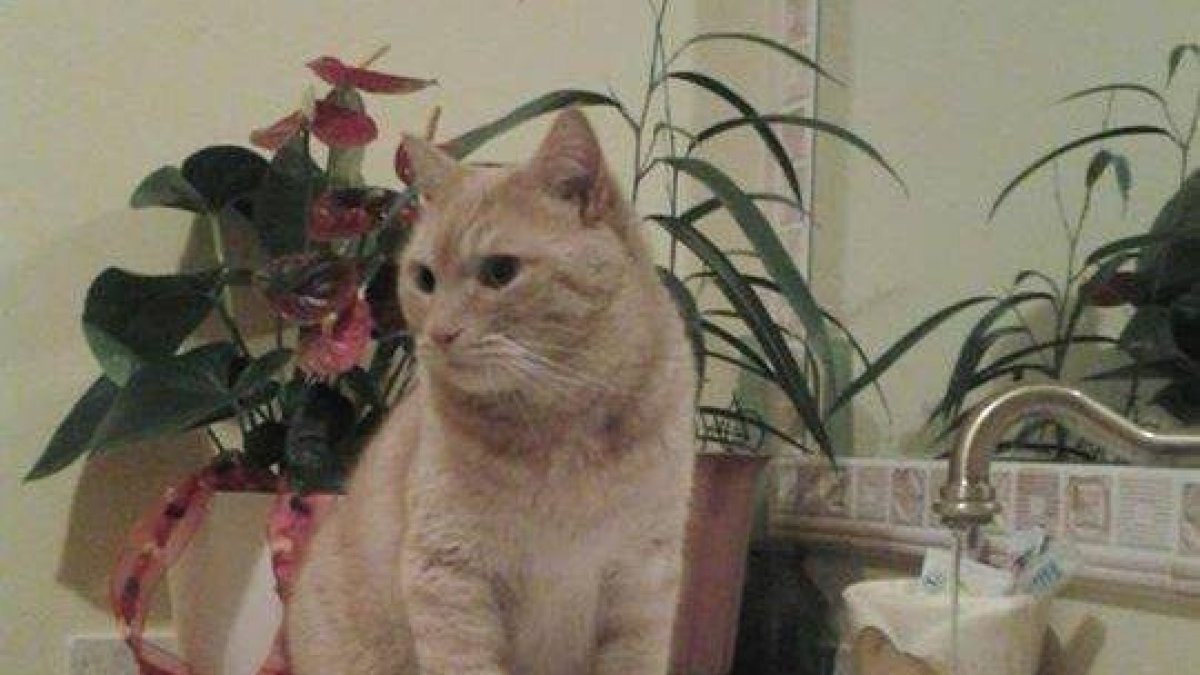 Denuncian a un hombre por matar de un tiro un gato en plena calle en Linyola