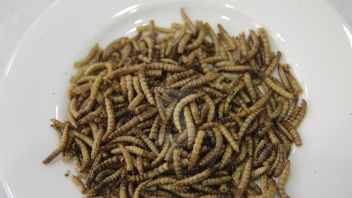 Secrets de Ponent, espai de nous productes i tendències alimentàries