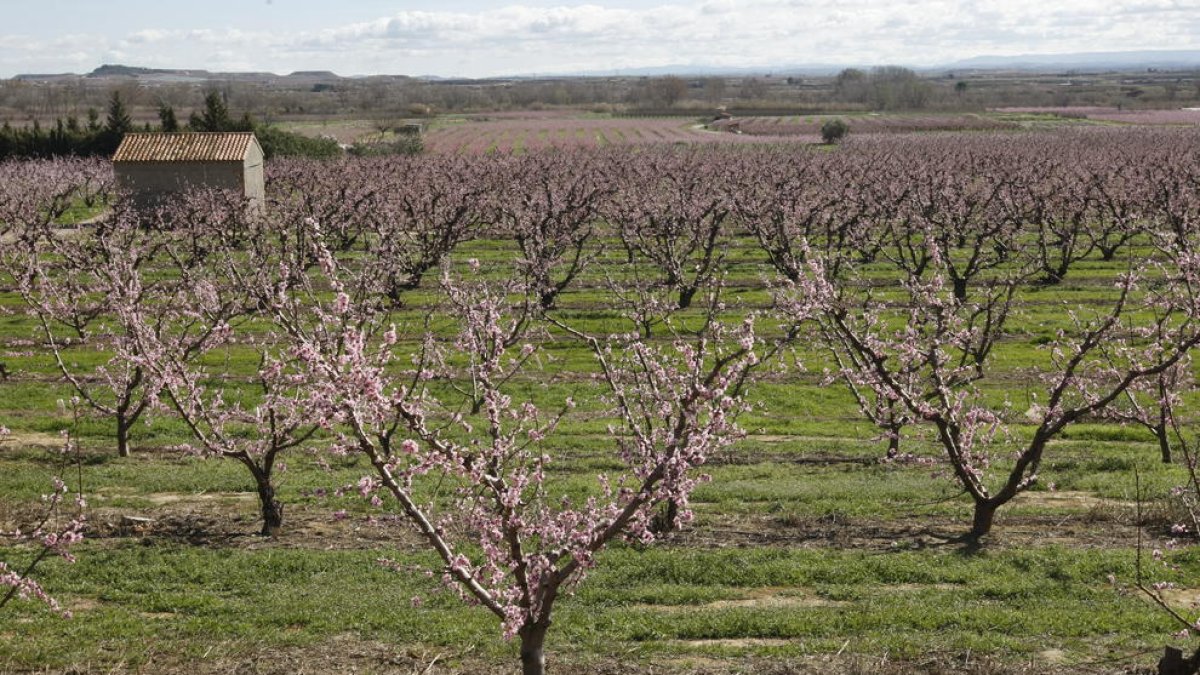 Campo de frutales en Aitona.