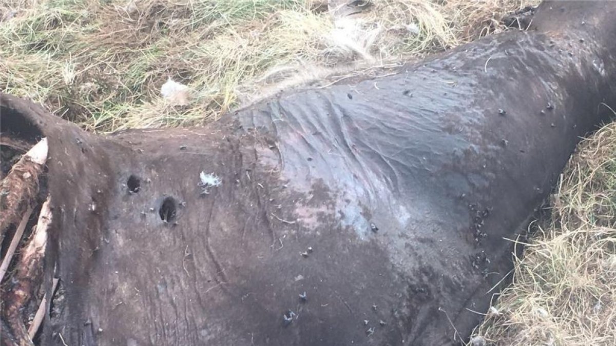 Imatge de les ferides que l’ós va provocar a l’euga que es trobava a la zona de Salient.