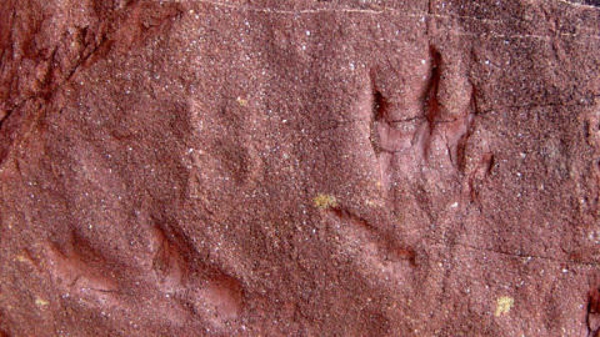 Descobreixen petjades d'un rèptil que va viure fa 247 milions d'anys al Pirineu lleidatà