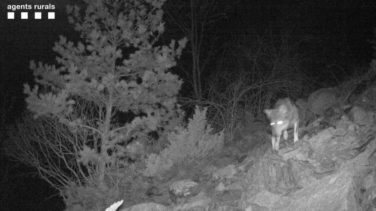 Una de las imágenes captadas por una trampa fotográfica de los Agentes Rurales en La Vall de Boí.