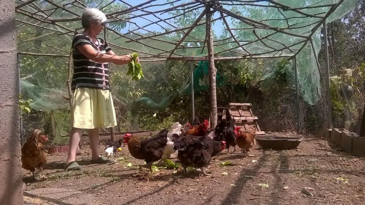 Una veïna de les Valls d’Aguilar alimenta amb sobres gallines que cria per a consum propi.