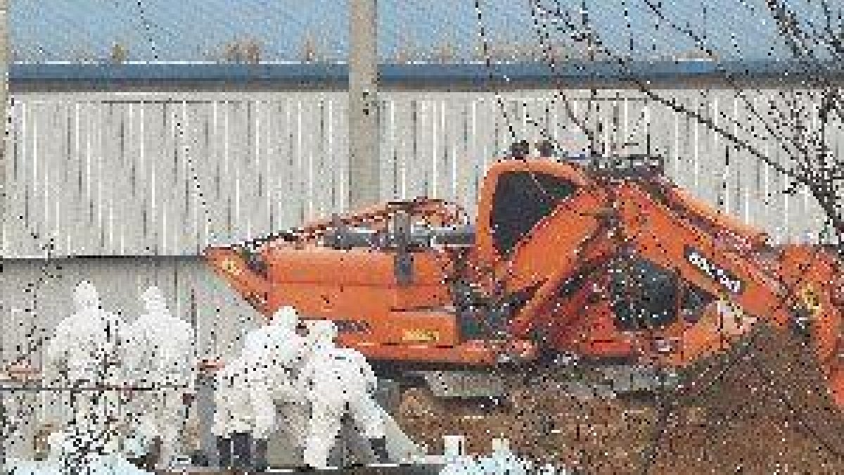 Corea del Sur sacrifica 201.000 aves para parar la propagación de gripe aviar