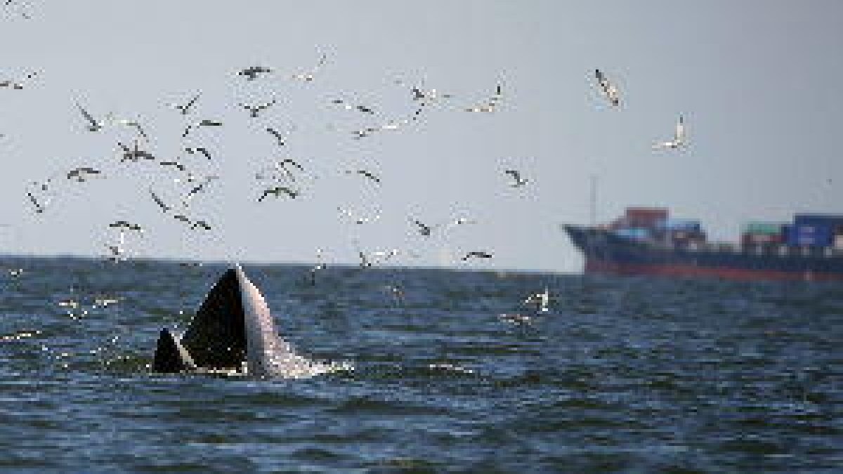 Cada any moren 40 rorquals a la Mediterrània per trànsit marítim