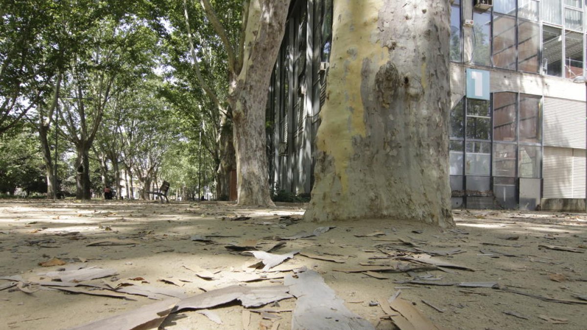 Els plataners perden l’escorça per la calor