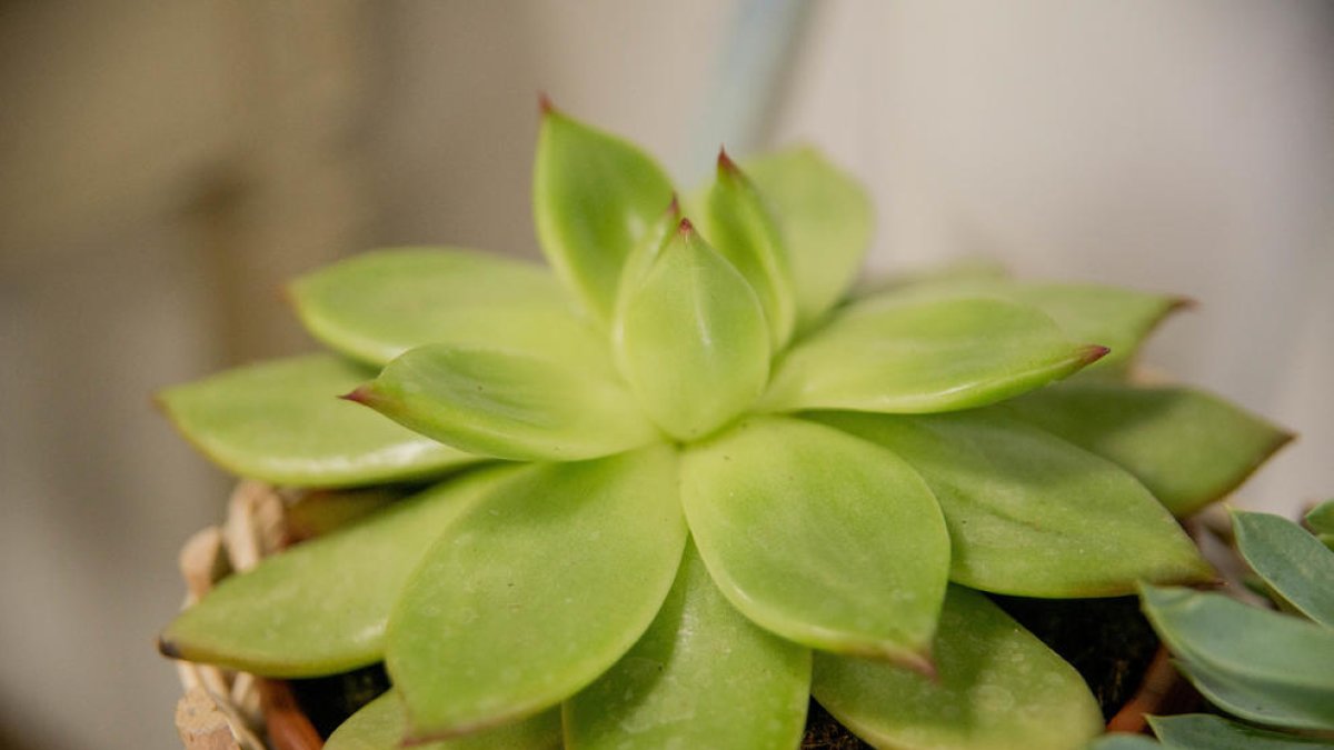 Plantes que ho aguanten tot