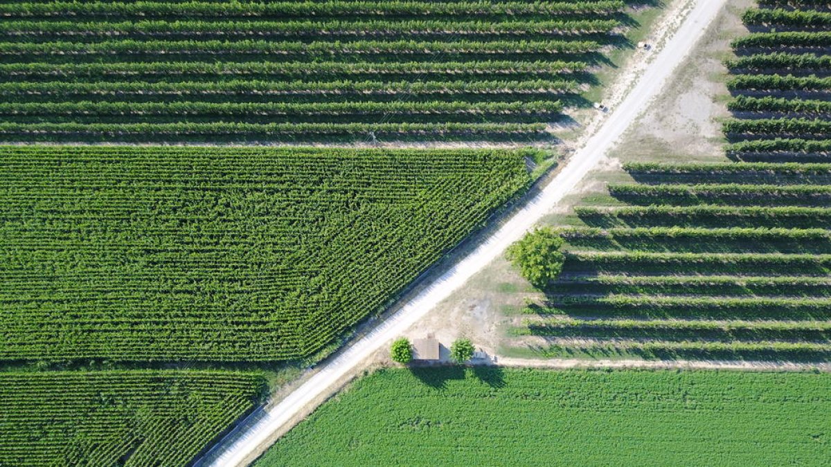 regularitat. Els camps de fruiters i els de blat de moro s’alternen en un paisatge de regadiu marcat per la simetria gairebé perfecta dels conreus.