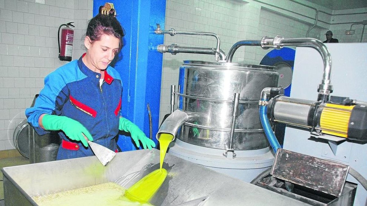 Imagen de archivo de la cooperativa de Maials en el proceso de producción de aceite.