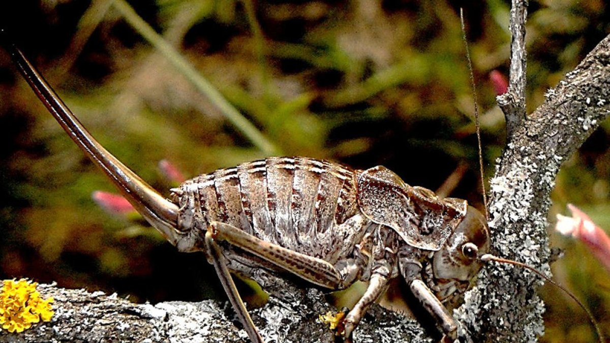 La nova espècie batejada com a ‘Pycnogaster ribesiglesiasii’.