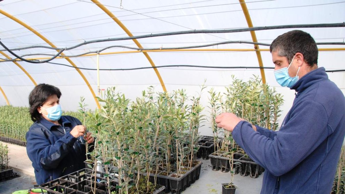 Montserrat Martos, una de las usuarias del servicio, junto con el monitor Ruben Gassó, en los viveros de Castellnou de Seana.