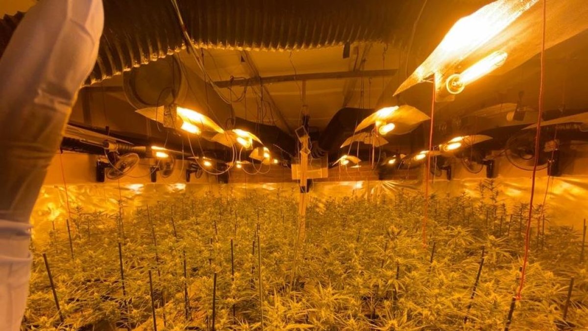Les plantes de marihuana comissades per la policia en una nau de la partida Cunillàs de Lleida.