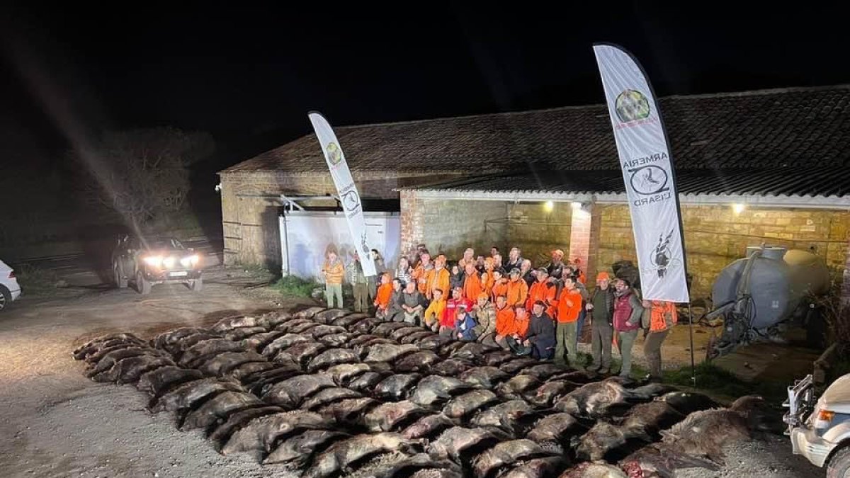 Imagen de los jabalíes abatidos en una cacería en el coto de Areny.