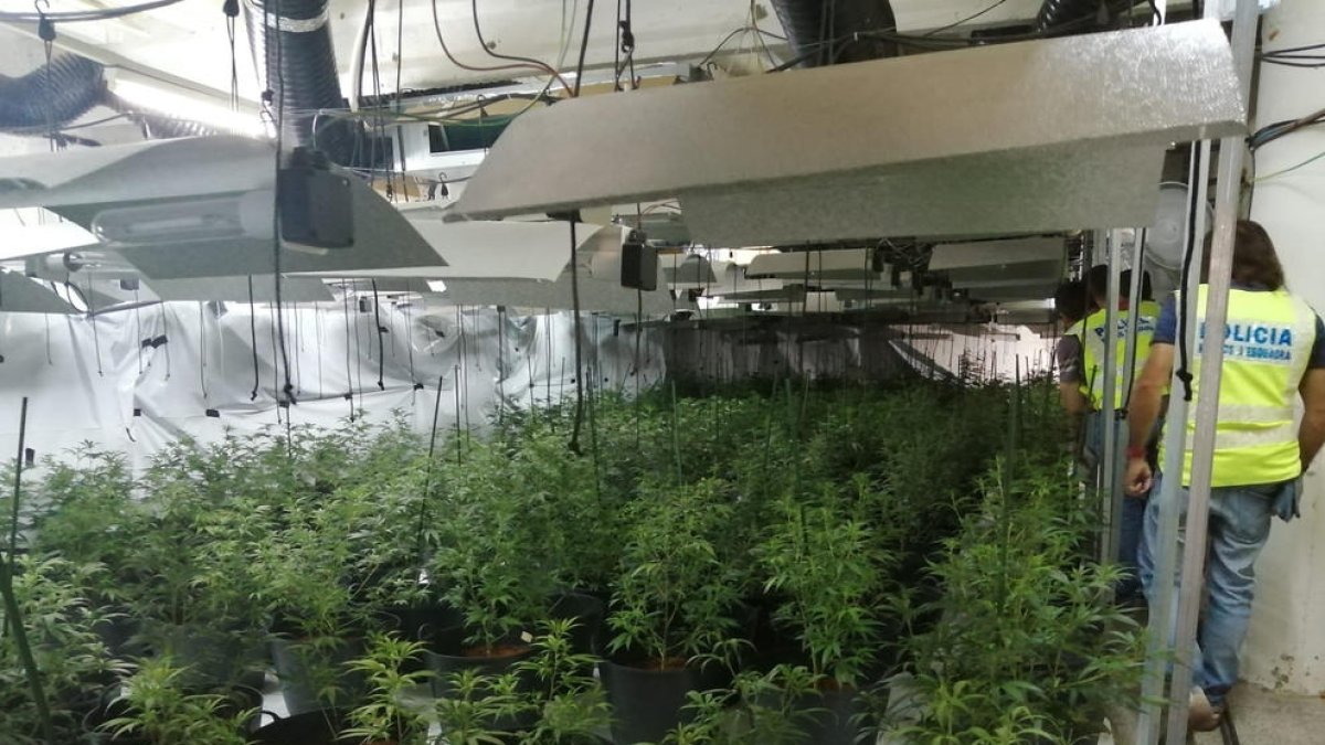 Van trobar 473 plantes.