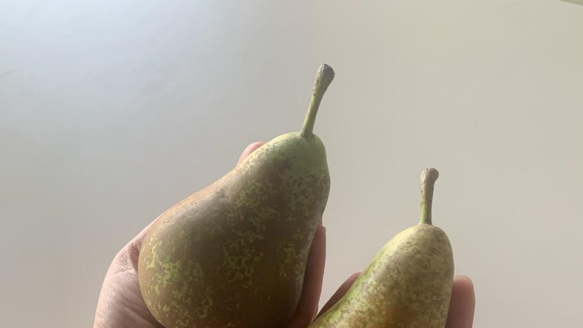 El calor sin precedentes de este verano en toda Europa hace reducir el tamaño de las manzanas y peras que se recogen