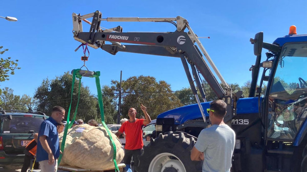 Una carabassa de 521 kg de Corbera d'Ebre guanya el concurs de Sedó