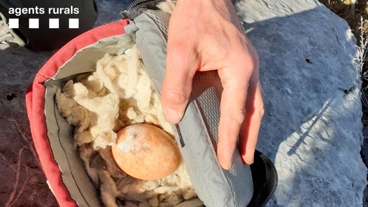 Rescaten un ou de trencalòs a l'Alta Ribagorça i el traslladen al centre de fauna de Vallcalent de Lleida per incubar-lo