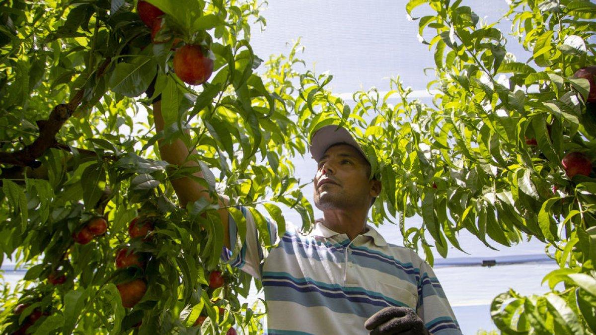 Inici de la campanya de recollida de nectarines el mes de juny passat a Aitona.