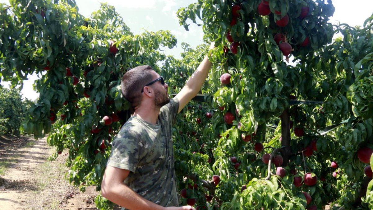Un campesino de Alfés afectado por la granizada del viernes: 