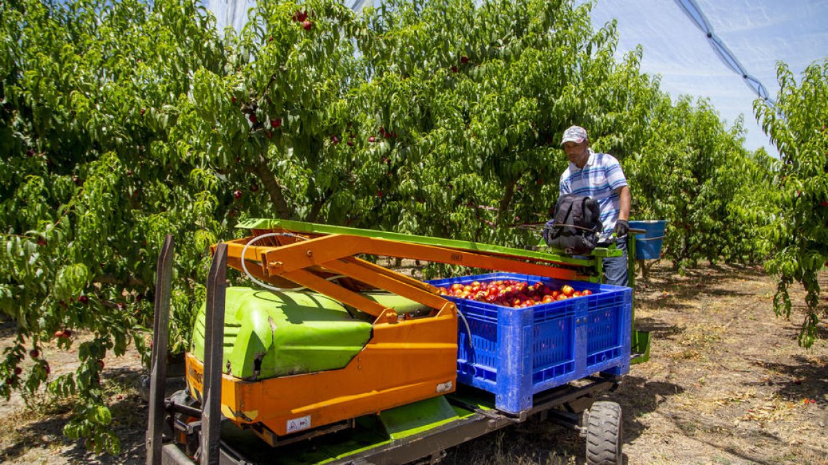 Els treballs de recollida de la fruita de pinyol comencen al Baix Segre, com en el cas d’aquesta imatge d’Aitona al juny.