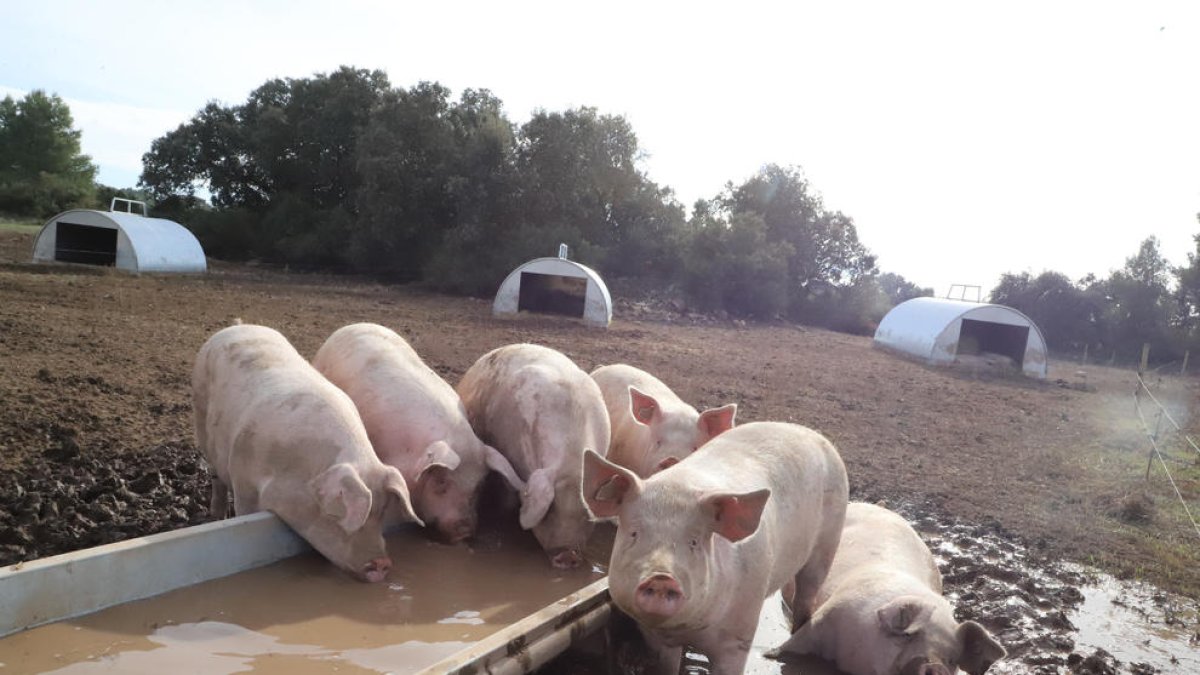 Imatge d'arxiu d'una granja de porcs.