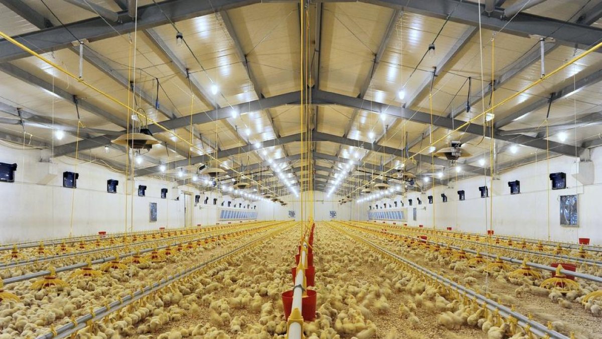 Lleida es una de las grandes productoras avícolas de todo el Estado.