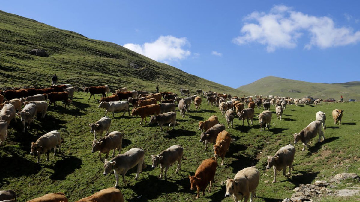 Las vacas que han pasado el verano en la montaña de Llessui se dirigen hacia casa.