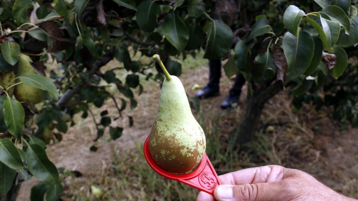 Un agricultors de Torrelameu mide el calibre de la pera.
