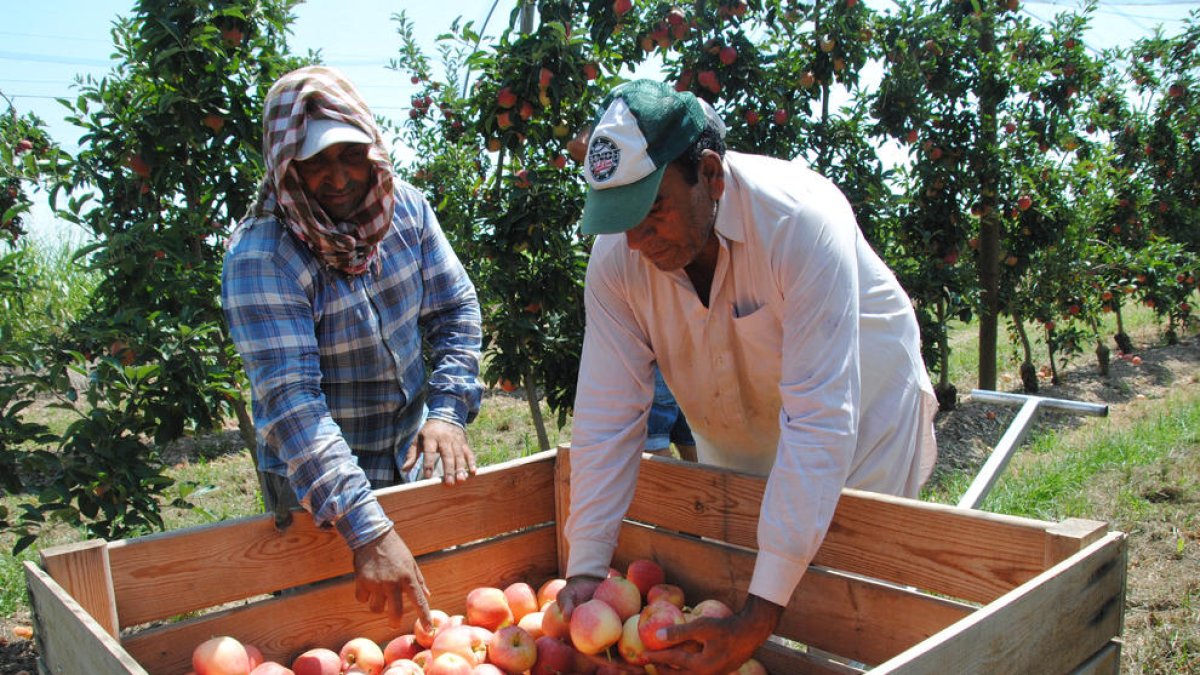 Les pomes gala i les varietats d’estiu ja s’estan recollint, com en aquesta finca de Vila-sana.