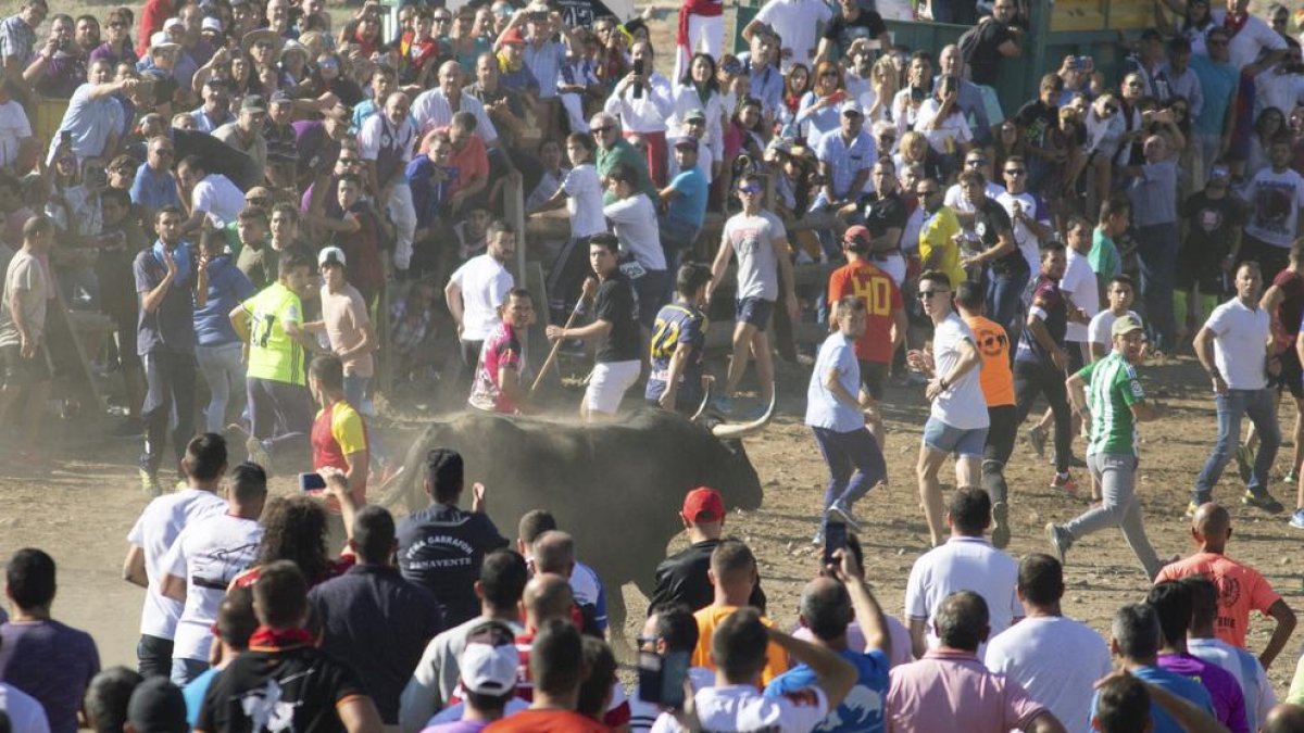 El Gobierno solicita a la Fiscalía que paralice el torneo del Toro de la Vega