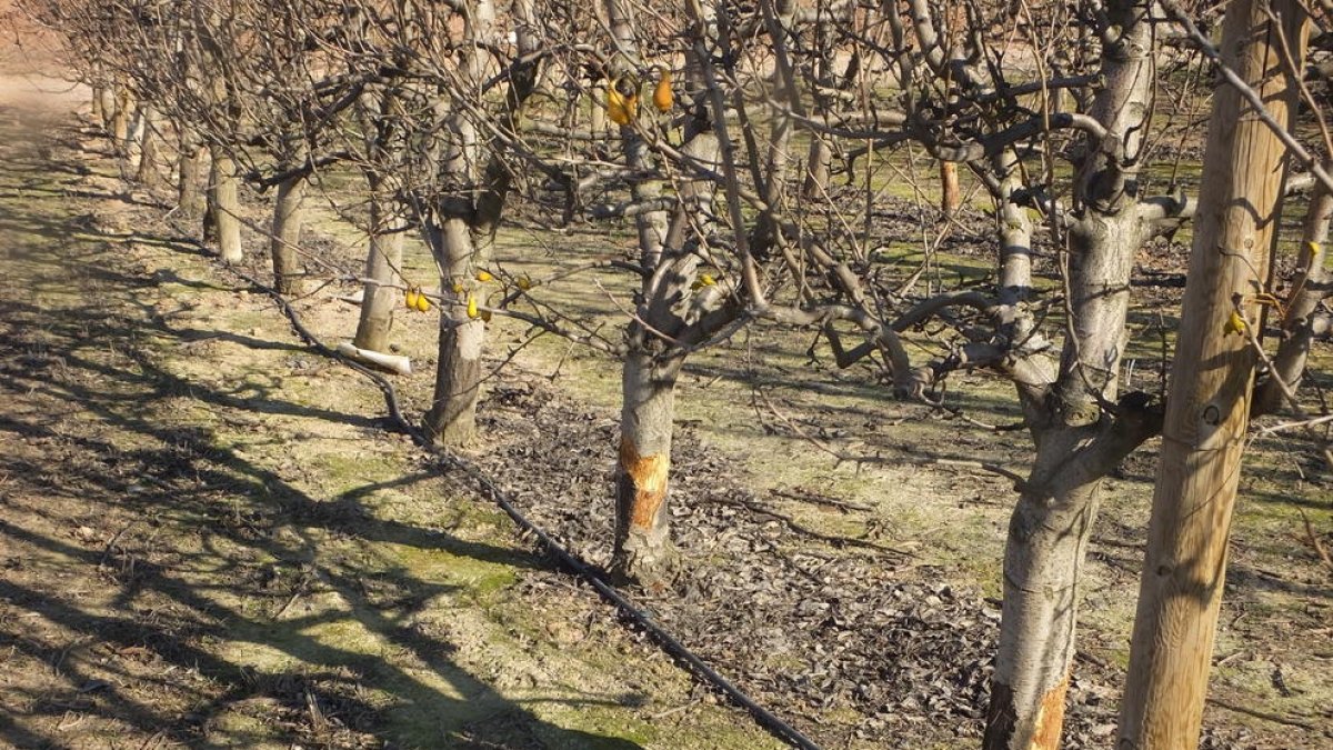 Árboles frutales roídos por conejos en Torres de Segre en enero.