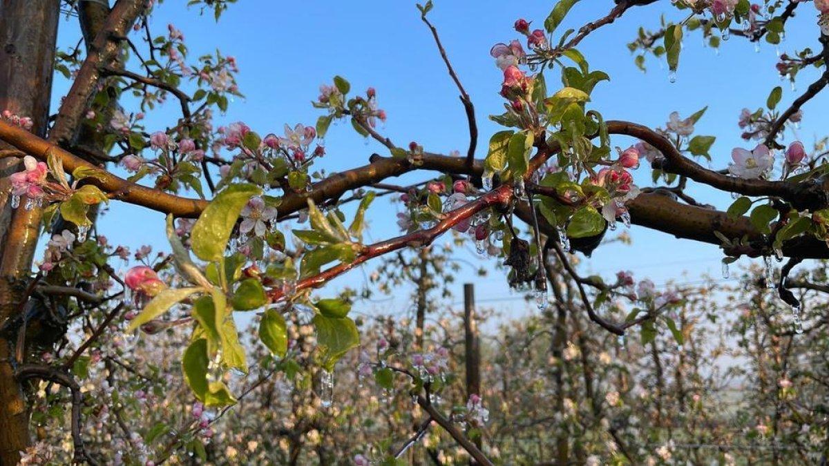 Sistema antigelada en funcionament en una finca de fruita dolça a Corbins en la tercera matinada consecutiva amb temperatures sota zero a Ponent.