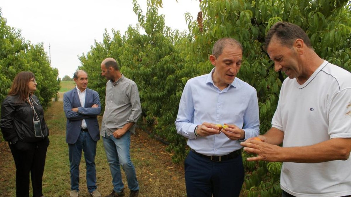 Agroseguro estima en 103 MEUR les indemnitzacions que haurà d'abonar als productors de fruita per les gelades de l'abril