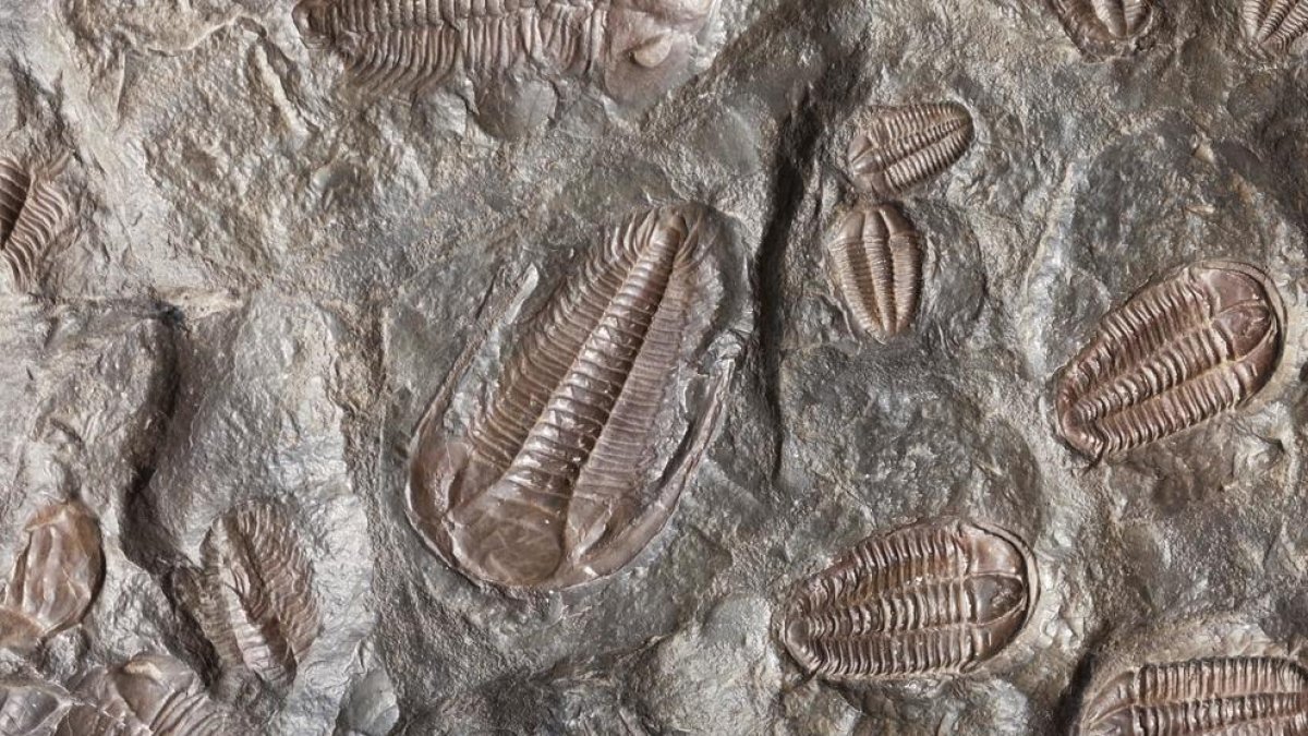 Una caiguda global d'oxigen va desencadenar la primera extinció massiva