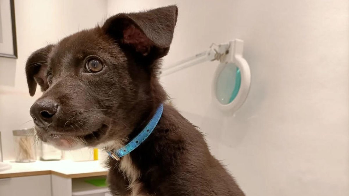 Milo, tras ser visitado en la clínica veterinaria.