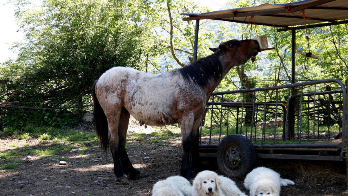 Los tres mastines se han criado junto a varios caballos.
