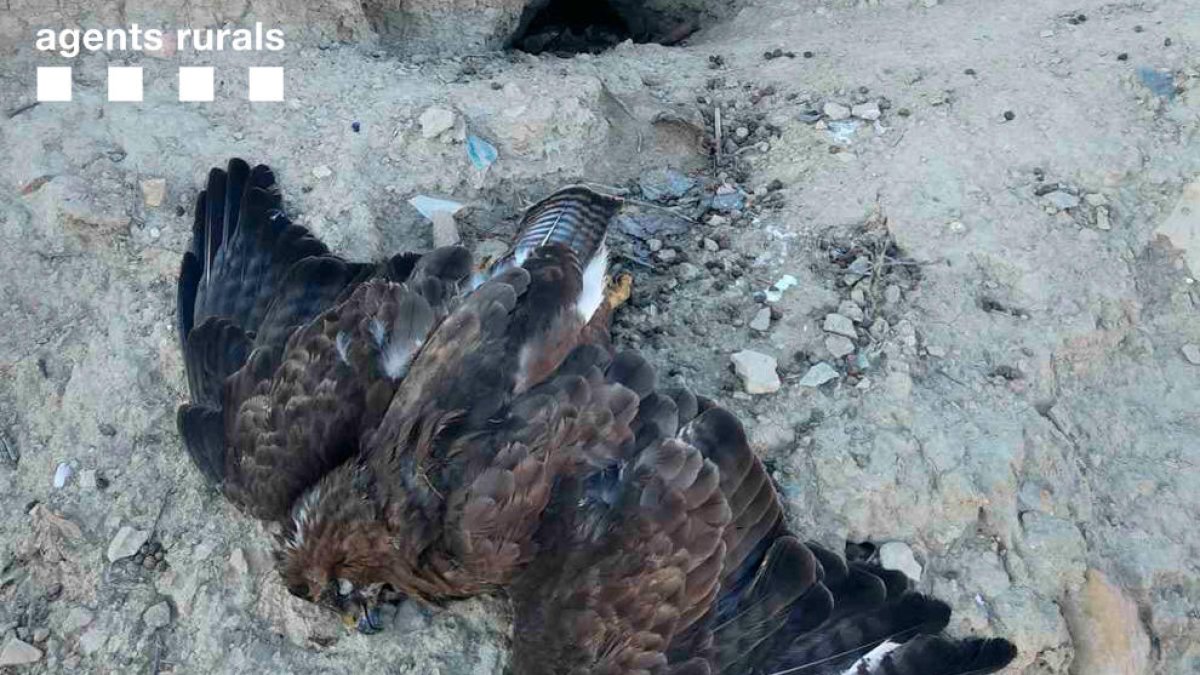 Imagen de un águila ratonera que habría muerto envenenada.