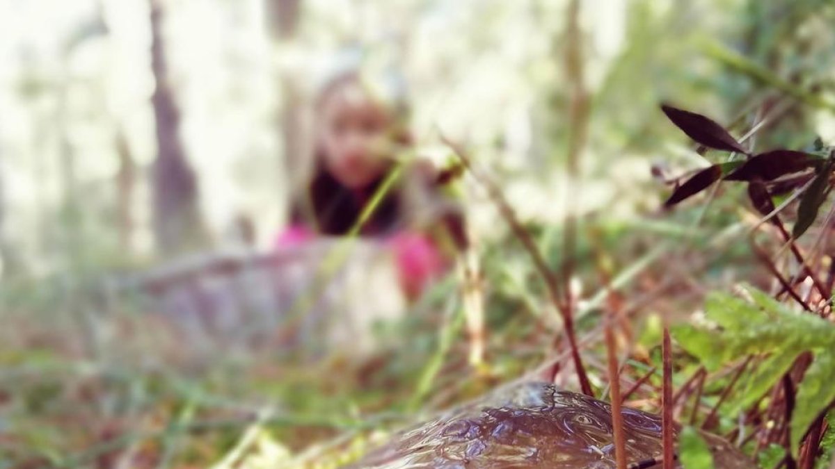 Els boscos alts del Pirineu són els que perdran més bolets pel canvi climàtic