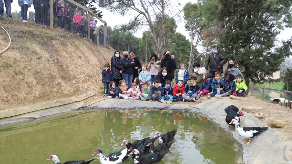 Els alumnes de l’escola El Vilot observen els ànecs acabats d’alliberar al parc.