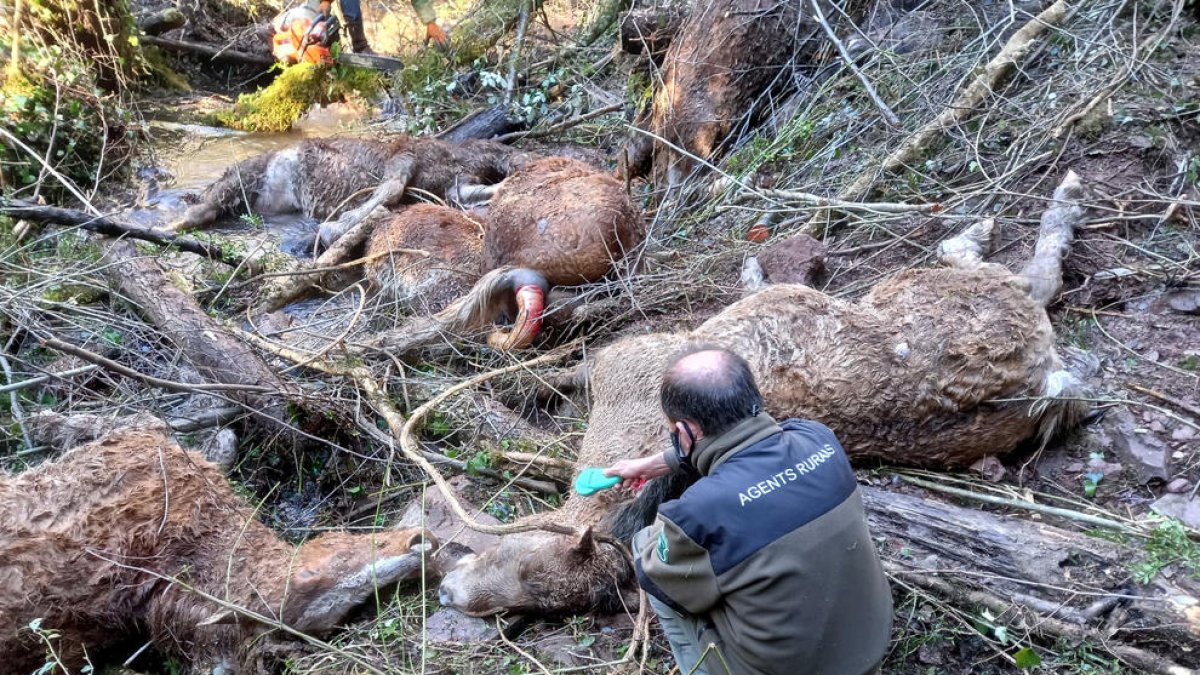 Un agente rural junto a uno de los caballos muertos por un ataque de perros salvajes en Escòs, en el Pallars Sobirà