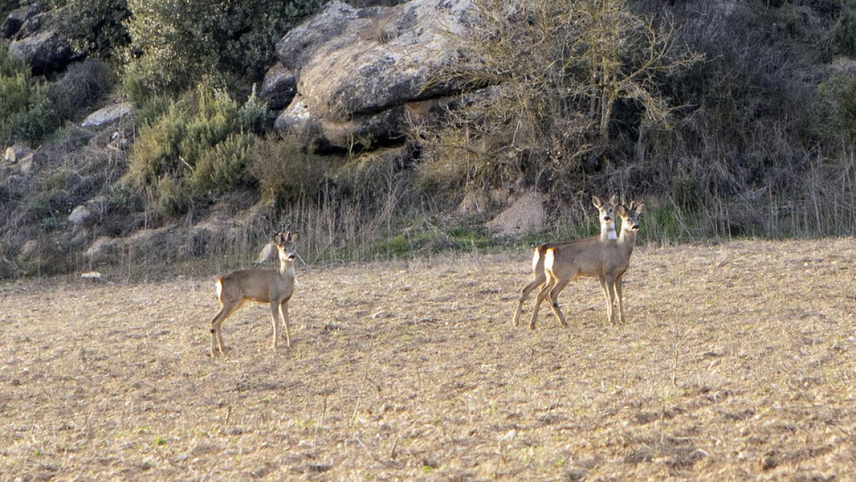 Corzos en el municipio de Massoteres, en la Segarra.