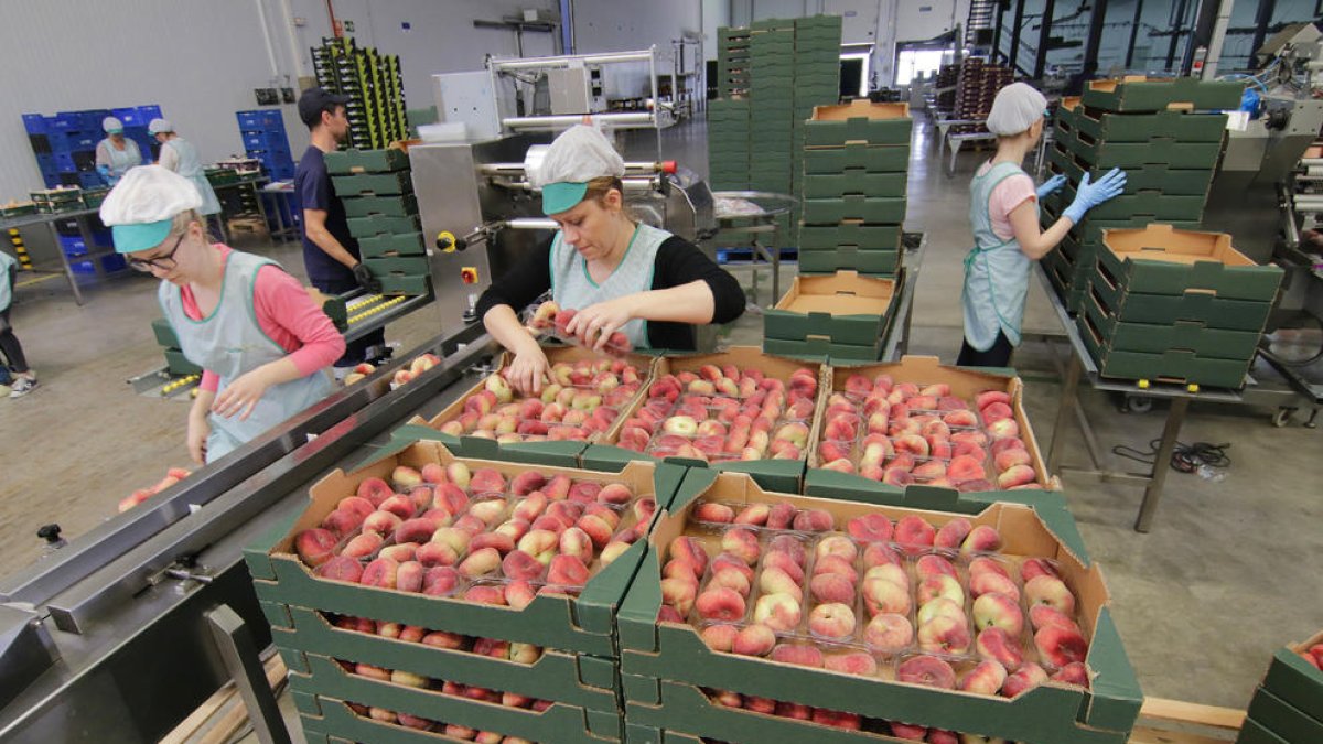 Imagen de una central frutícola leridana en plena campaña.