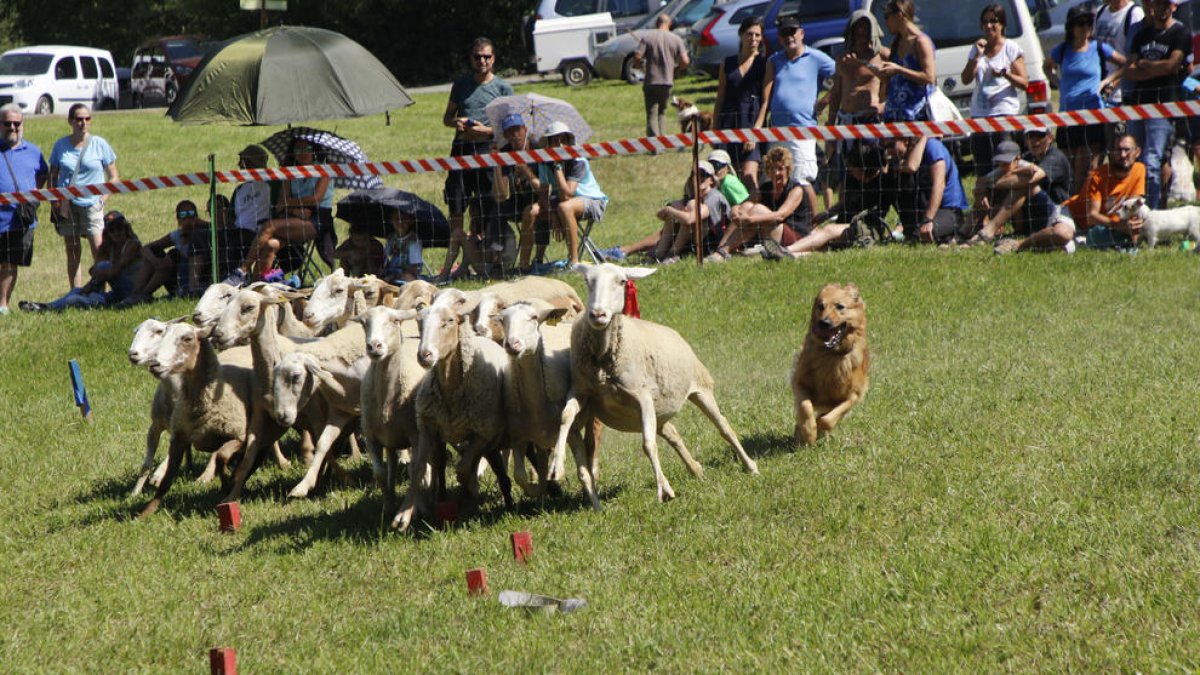 L’última celebració del concurs de gossos d’atura.