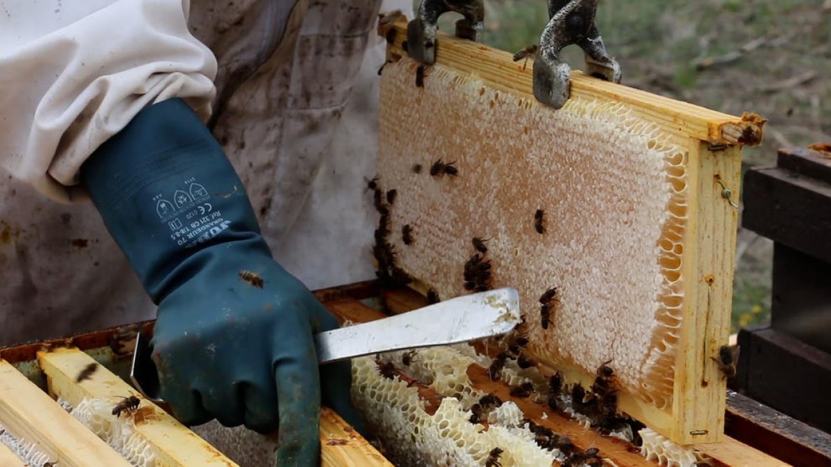 Eloi Biosca, en plena tasca amb les bresques, va crear el 2006 la marca Mel Sant Guim.