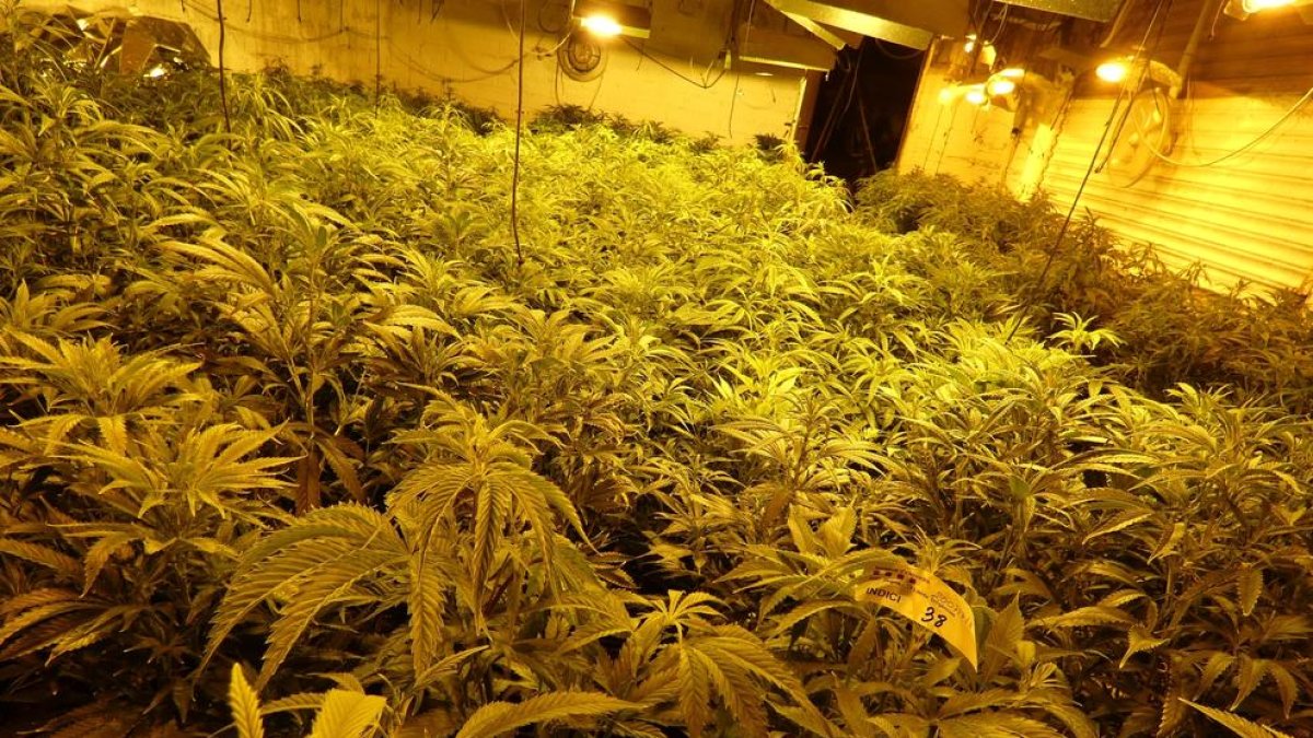 La plantación localizada por los Mossos d'Esquadra en una casa de l'Horta de Lleida.